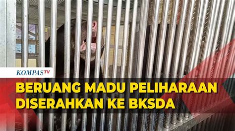 Warga Palembang Serahkan Beruang Madu Yang Dirawat Sejak 2 Bulan Ke