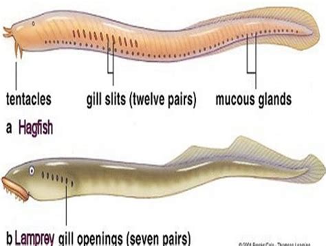 Hagfish Diagram