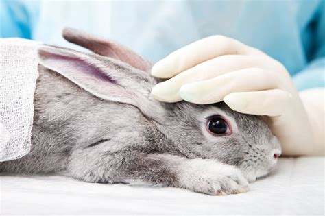 Animals in Cosmetics Testing - Humane Society International (HSI)