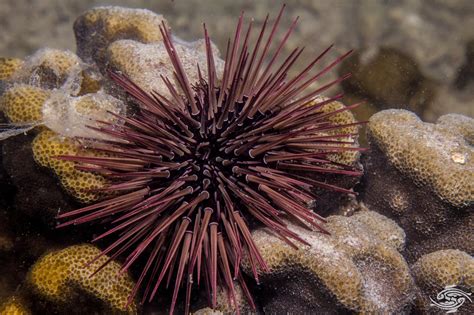 Sea Urchin Spines