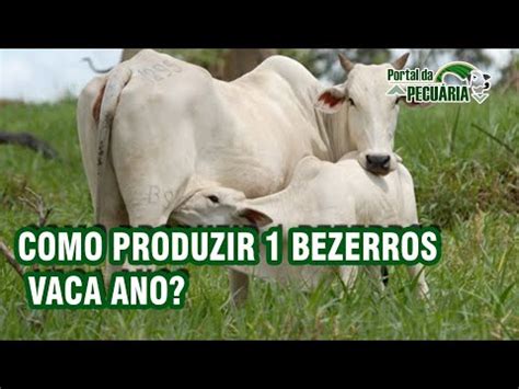 Como Produzir Bezerros Vaca Ano Youtube