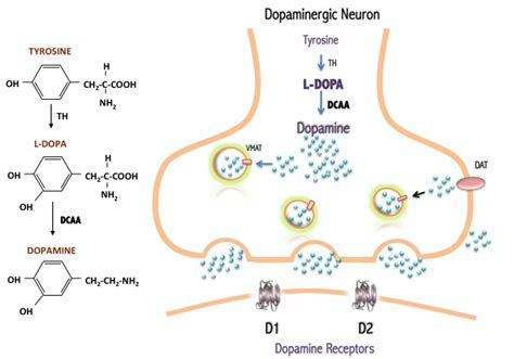 Pathophysiology Of L Dopa Induced Dyskinesia Changes In D D