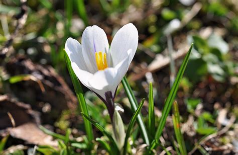 1920x1080 wallpaper | white crocus flower | Peakpx