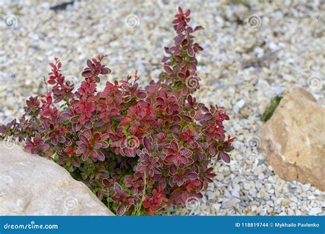 Bush Barberry With Red Leaves Plant Growing Stock Photo Image Of