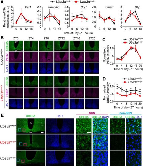 Maternal Ube3a Loss Disrupts Sleep Homeostasis But Leaves Circadian