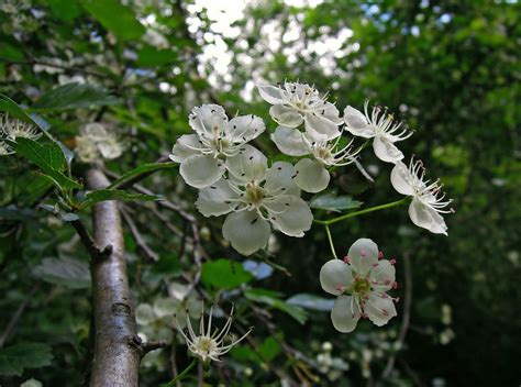 Free Images Tree Nature Branch Blossom White Flower Bloom Food