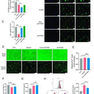 P62 Mediated ATP2B3 Knockdown Relieves Erastin Induced HT 22