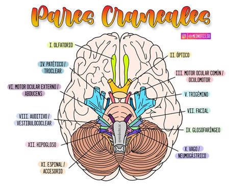 Pares Craneales Los Nervios Que Salen Del Cerebro Nervios Sexiz Pix