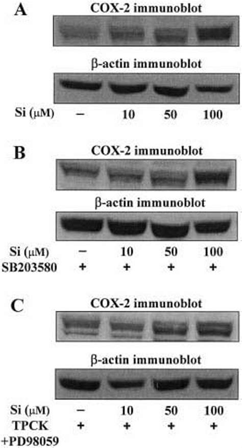 Cox Expression Induced By Sulindac Sulfide Si In Ht Cells Is Not