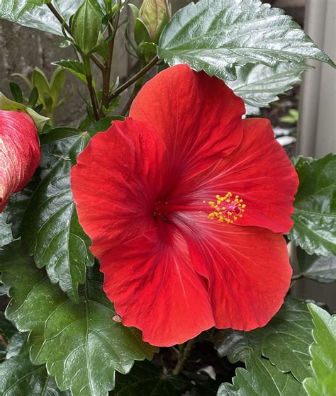 Flor Hibiskus Plantas Kostenloses Foto Auf Pixabay Pixabay