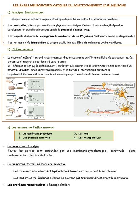 Solution Les Bases Neurophysiologiques Du Fonctionnement D Un Neurone