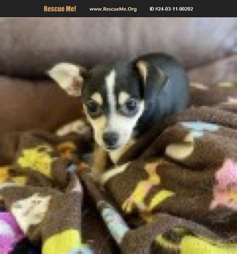 ADOPT 24031100202 Chihuahua Rescue Katy TX