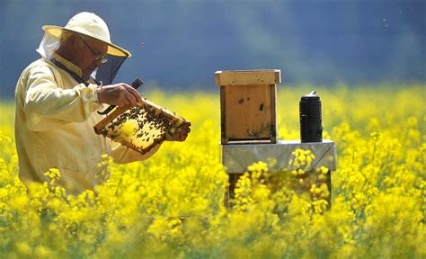 Pin By Miro On HoooneyBee Bee Keeping Bee Friendly Garden Bee