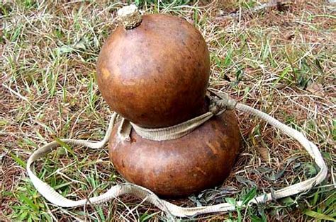 Lagenaria Siceraria Mexican Water Bottle Gourd