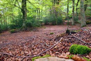 Il Parco Dei Nebrodi Diventa Il Set Di Sicilian Ghost Story Al Via