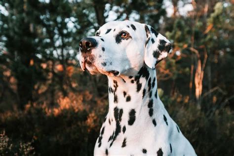 How Many Spots Do Dalmatians Have