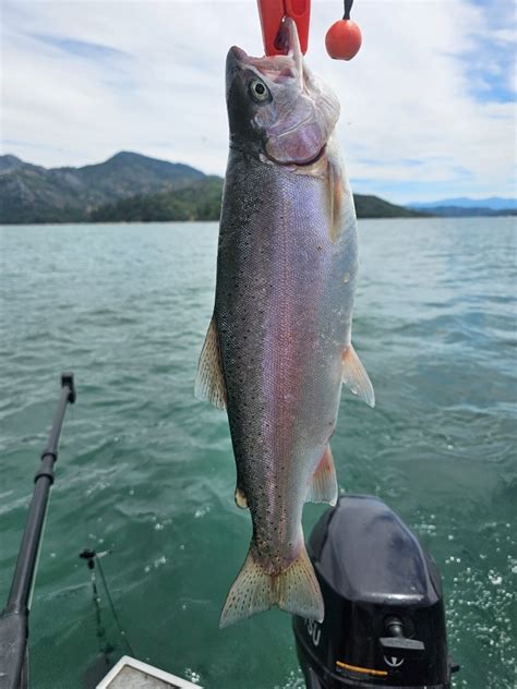 Shasta Lake Fish Report Shasta Lake Shasta Lake Trout Are Their