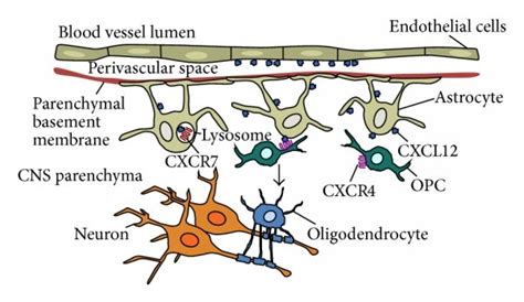 Chemokines Mediate Repair In The Adult CNS Following Demyelination