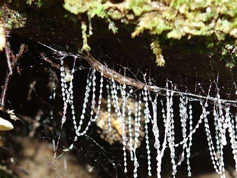 Arachnocampa Wallpapers - Wallpaper Cave