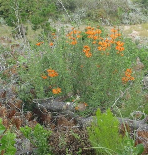 사자꼬리 Leonotis leonurus PictureThis