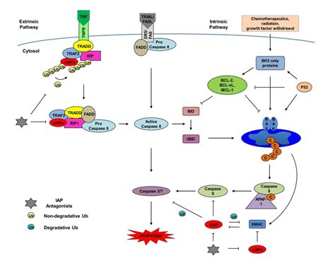 Drug Resistance And Molecular Cancer Therapy Apoptosis Versus