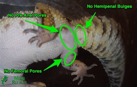 6 Easy Ways Tell Male Vs Female Leopard Geckos