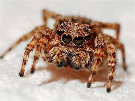 10 Self-Help Tips to Cope With Arachnophobia - RemedyGrove