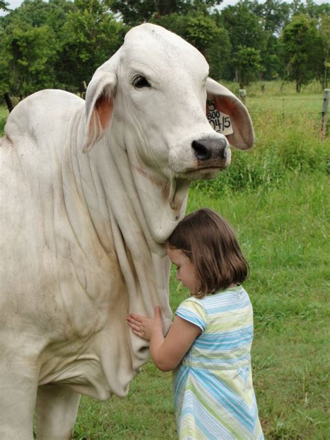 Why Texas Loves Brahman Cattle - Texas Landowners Association