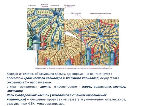 Анатомия печени и поджелудочной железы - online presentation
