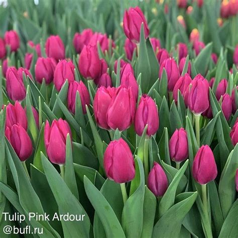 Tulip Pink Ardour Bufl Ru