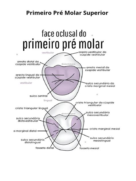 Dente Pré Molar Superior - Anatomia do Primeiro Pré-Molar Superior | PDF | Dente humano | Áreas da ...