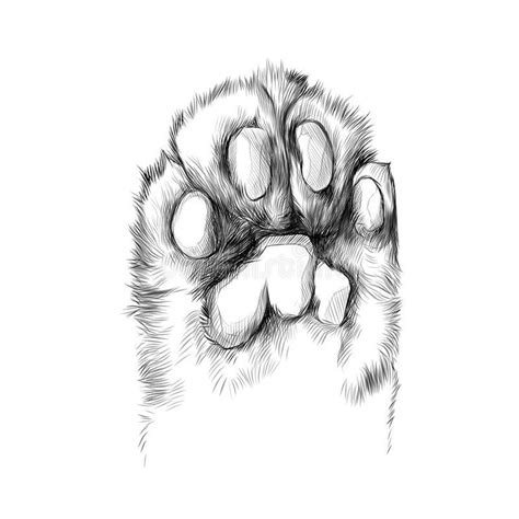 Cat S Paw Sketch Vector Graphics Royalty Free Illustration Cats Art