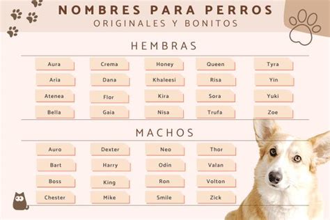 Nombres Aesthetic Para Perros RIAG