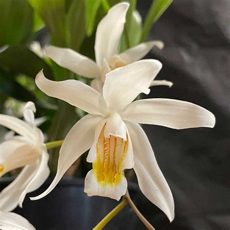 How To Grow Coelogyne Cristata Nurseries Online Usa