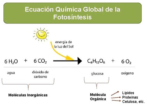 Fases De La Fotosntesis Fase Dependiente De Luz