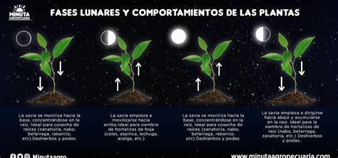 Fases Lunares Y Sus Efectos En La Producci N Agropecuaria Minuta