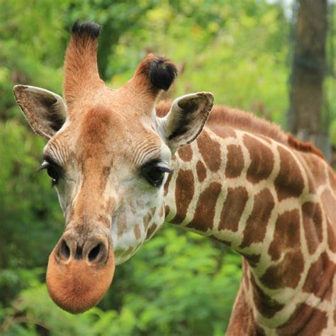Tallest Giraffe In The World