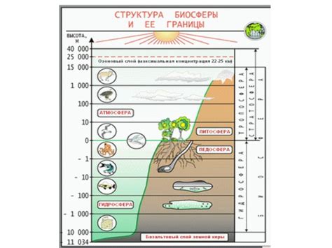 Границы Биосферы Рисунок (47 Фото)