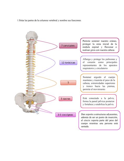 Partes De La Columna Vertebral Dan Soporte A Estructuras Adyacentes