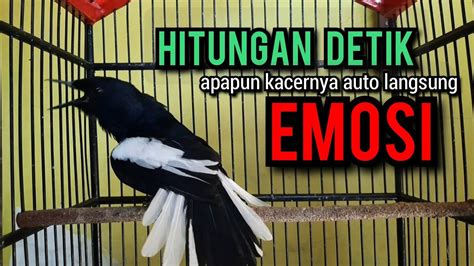 SUARA BURUNG Kacer Gacor TARUNG KONSLET Full Isian Ini AMPUH Buat