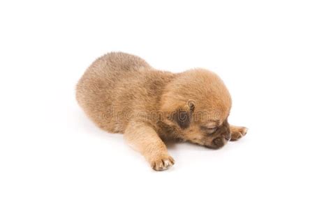 Sleeping Puppy Royalty Free Stock Photos - Image: 7727138