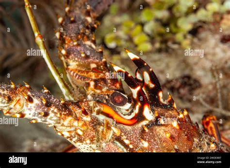 Belize Caribbean Spiny Lobster Panulirus Argus Stock Photo Alamy
