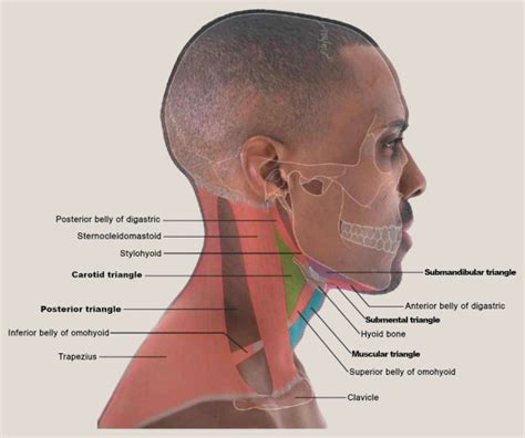 Topography Of The Neck Surgery Oxford International Edition