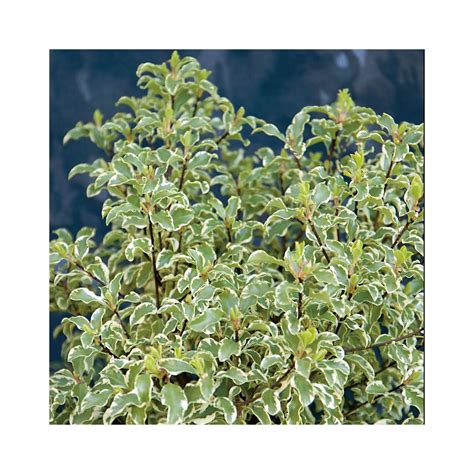 Pittosporum Tenuifolium Variegatum Pas Cher Achat Vente En Ligne