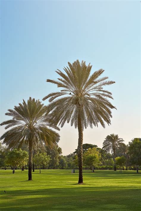 Two Palm Trees In The Park Dubai Stock Image Image Of Middle East