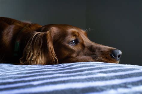 Seu Cachorro Sente Dor Ao Urinar Saiba A Causa Blog Da Cobasi