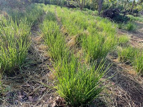 The Nepal Weekly | Vetiver : a grass for multiple benefits - The Nepal ...