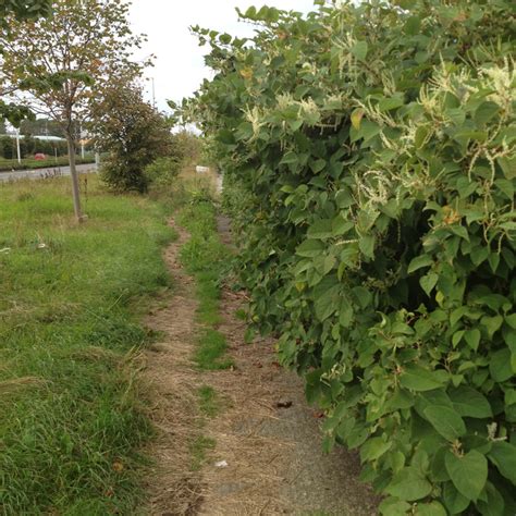 Invasive Weed Solutions For The Complete Control Of Invasive Weed