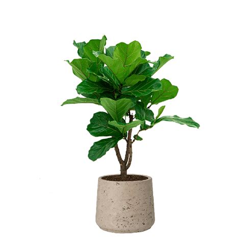 Ficus Lyrata Vertakt In Rugged Patt Eenvoudig En Snel Online Bestellen