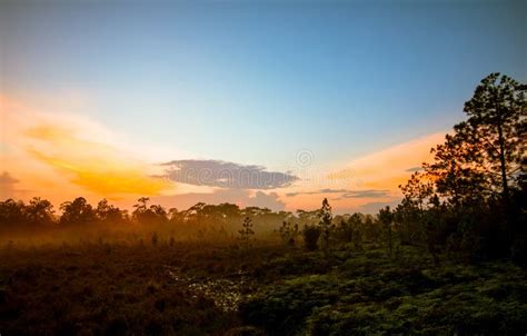 Sunrise forest and mist stock photo. Image of clouds - 79712336